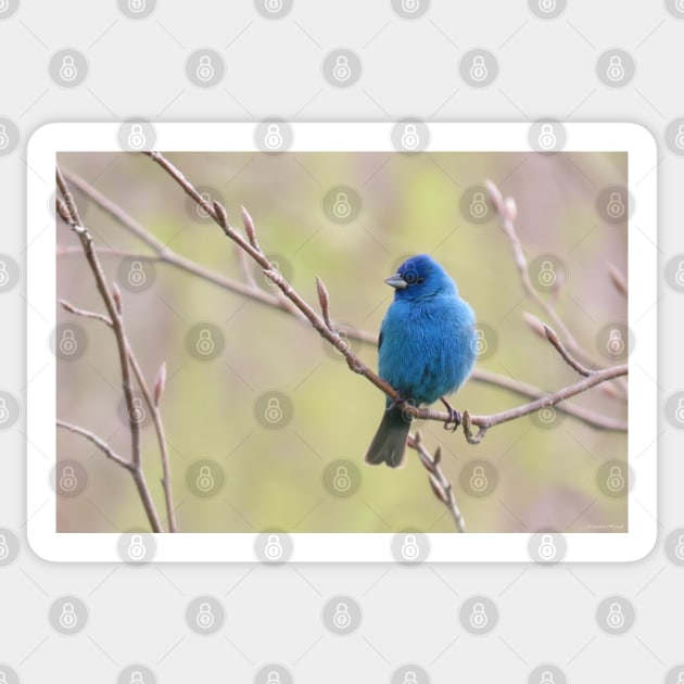 Indigo, Bunting No.2 Sticker by MaryLinH